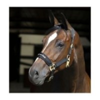 Licol Noir Back on Track Werano
