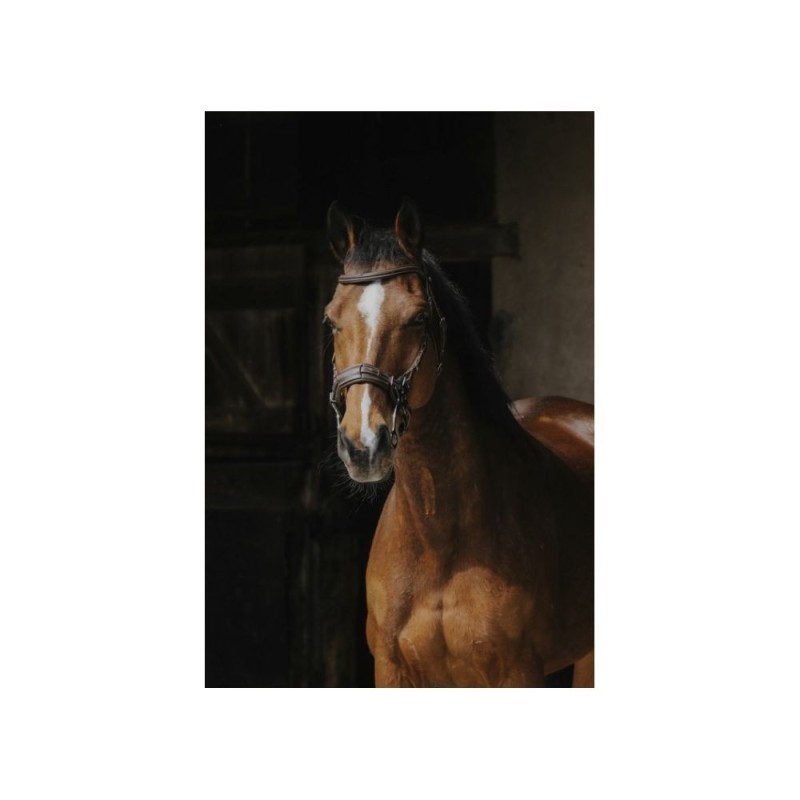 Hackamore NORTON PRO - Havane