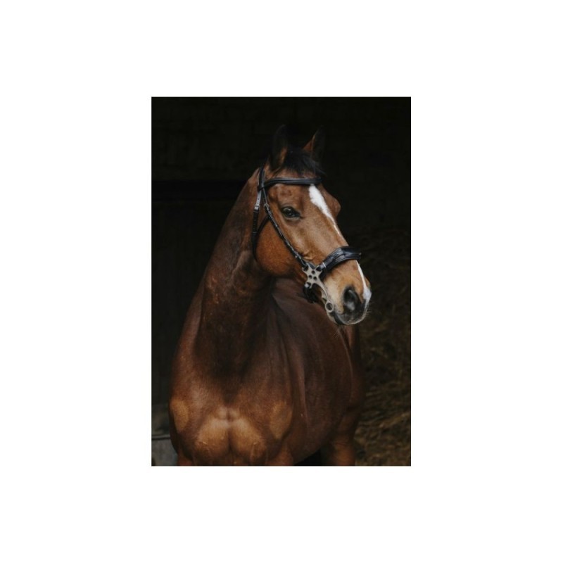 Hackamore NORTON PRO - Noir