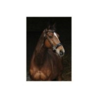 Hackamore NORTON PRO - Noir