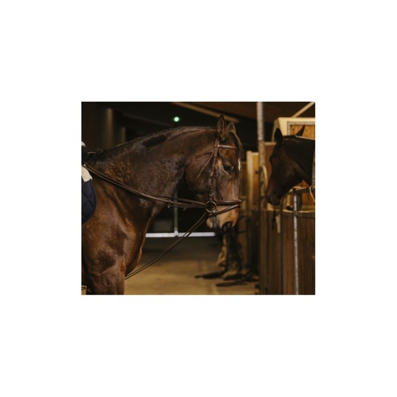 RÃªnes allemande sangle NORTON PRO 13mm Havane