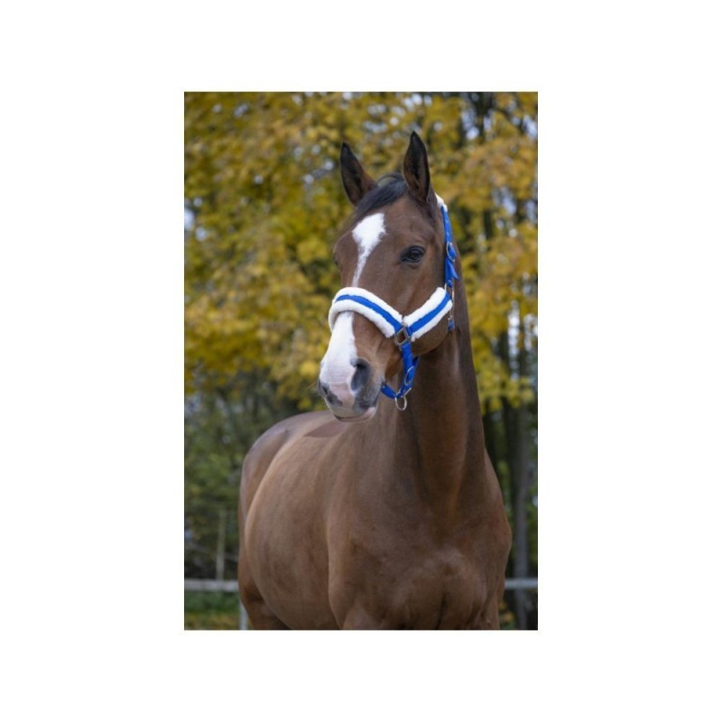 Licol Bleu Vif NORTON "Confort"