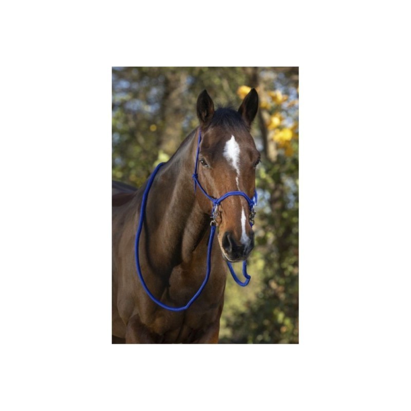 Licol Ã©thologique Bleu Roi NORTON avec rÃªnes