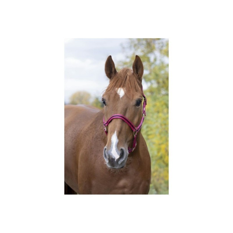 Licol nylon Fushia NORTON doublÃ© cuir