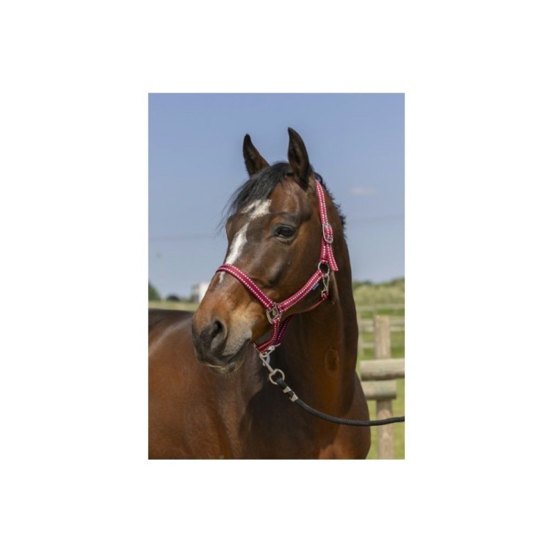Licol Bordeaux NORTON "Grooming"