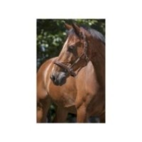 Licol cuir Havane NORTON PRO "Grooming"