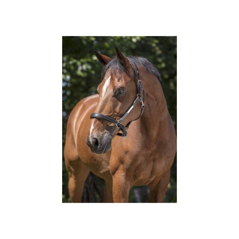Licol cuir NORTON PRO "Grooming"