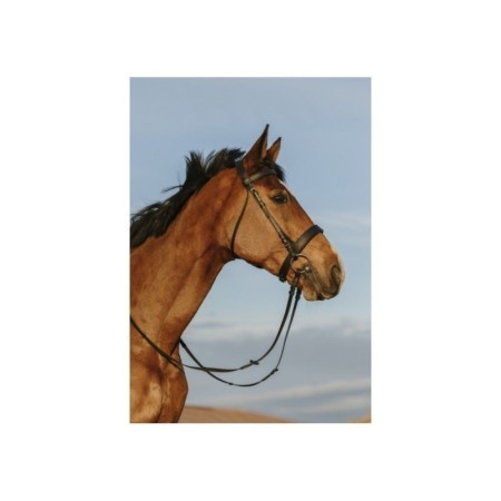 Bridon RIDING WORLD Muserolle large CHEVAL NOIR