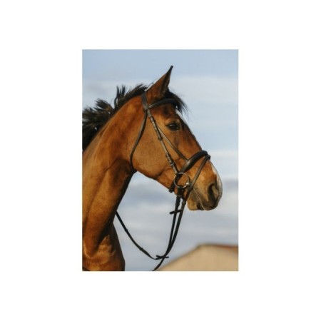 Bridon RIDING WORLD doublÃ© muserolle combinÃ©e Poney Noir