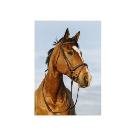 Bridon RIDING WORLD doublÃ© muserolle combinÃ©e COB HAVANE