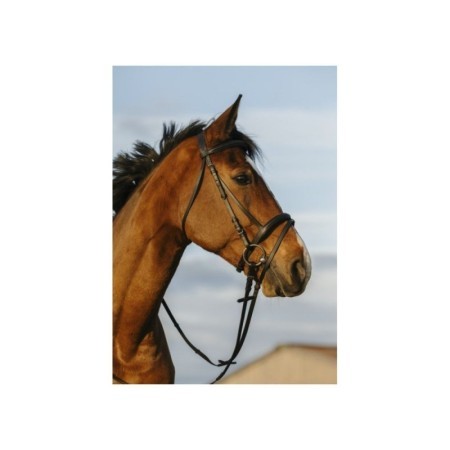 Bridon RIDING WORLD doublÃ© muserolle combinÃ©e CHEVAL NOIR
