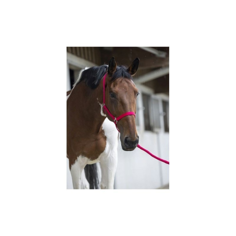 Licol + longe Fushia RIDING WORLD "Club" SHETLAND
