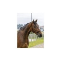 Licol Ã©thologique Noir RIDING WORLD corde "Fin" CHEVAL