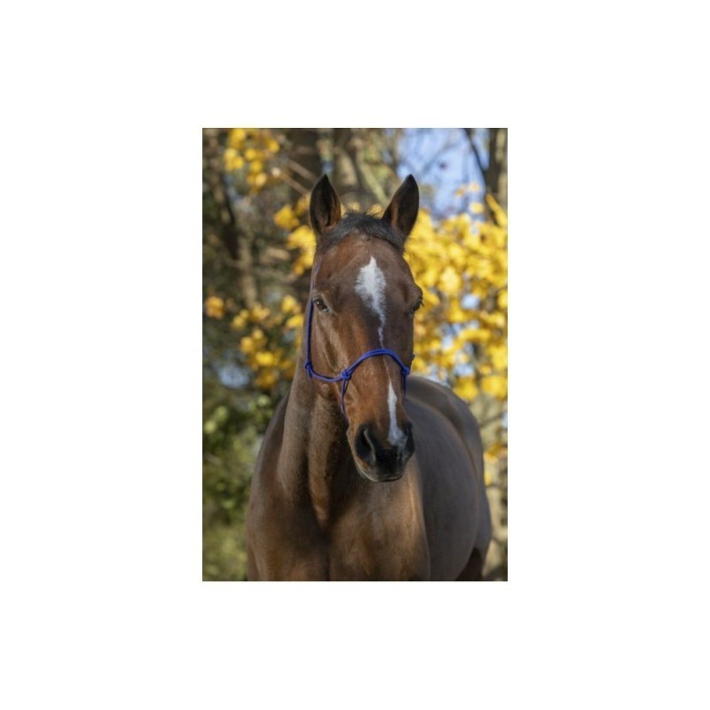 Licol Ã©thologique Bleu RIDING WORLD corde "Fin" CHEVAL