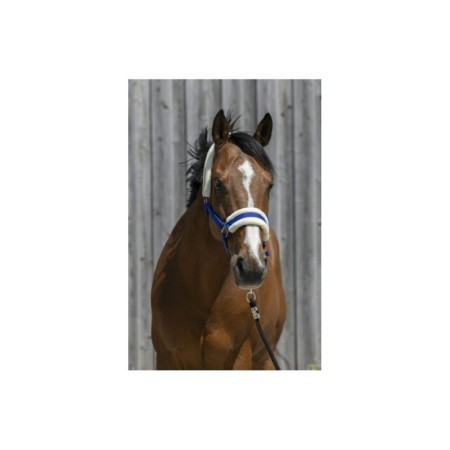 Licol Bleu Roi RIDING WORLD mouton synthÃ©tique SHETLAND
