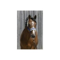 Licol Bleu Roi RIDING WORLD mouton synthÃ©tique SHETLAND