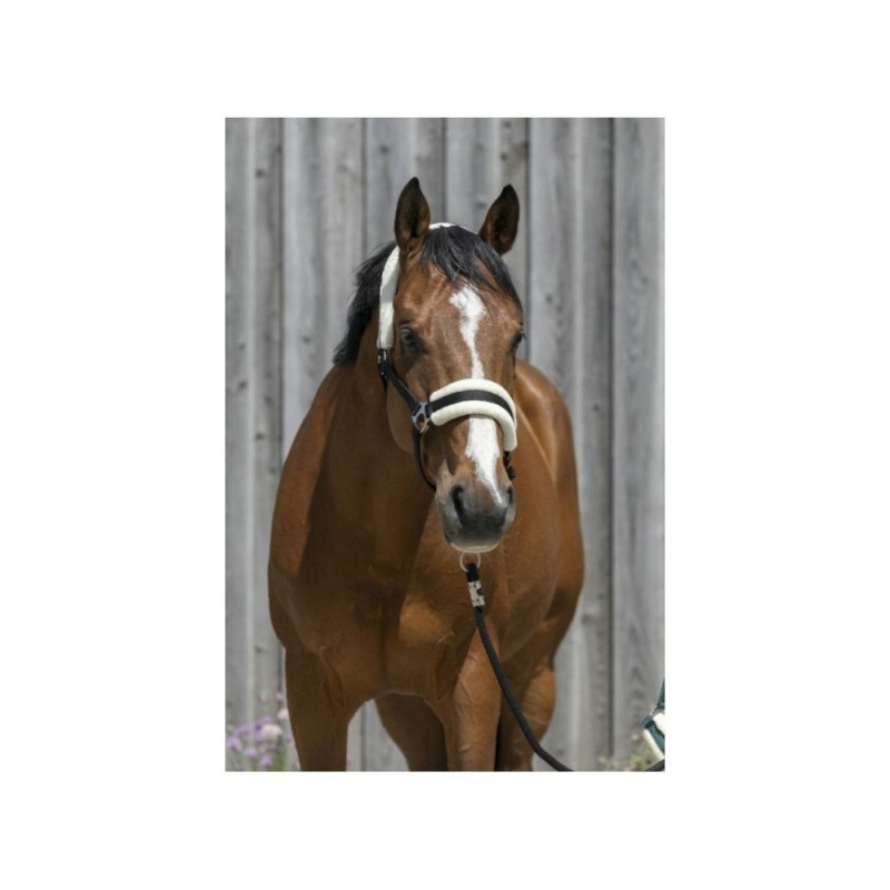 Licol Noir RIDING WORLD mouton synthÃ©tique Cheval