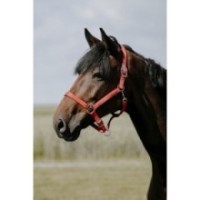 Licol Rouge RIDING WORLD - Cushion Poney