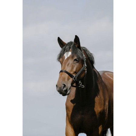 Licol Noir RIDING WORLD - Cushion Cob