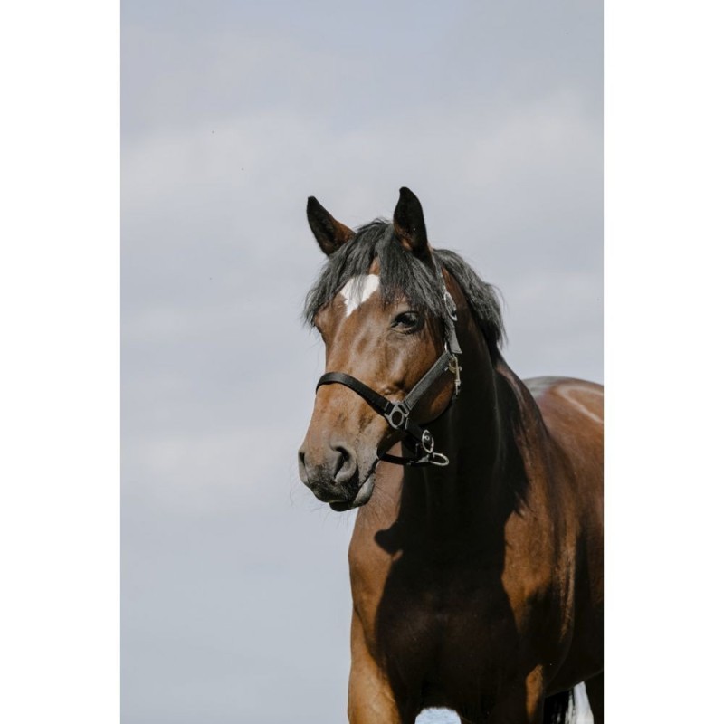 Licol Noir RIDING WORLD - Cushion Cob