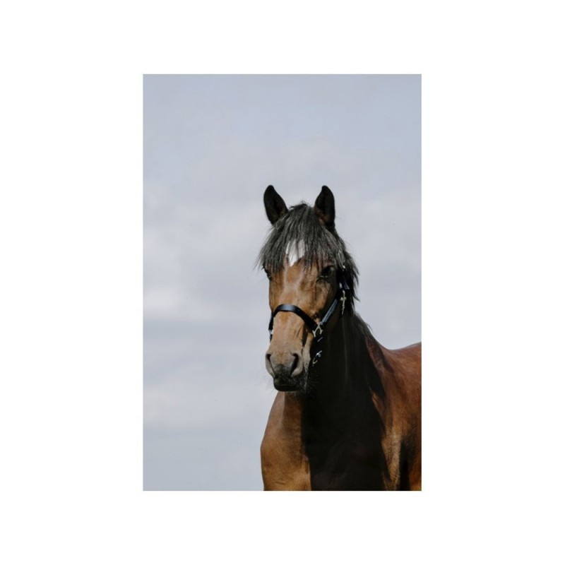 Licol Marine RIDING WORLD - Cushion Cob
