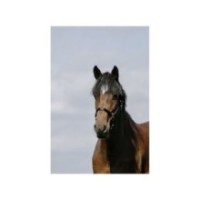 Licol Marine RIDING WORLD - Cushion Cob