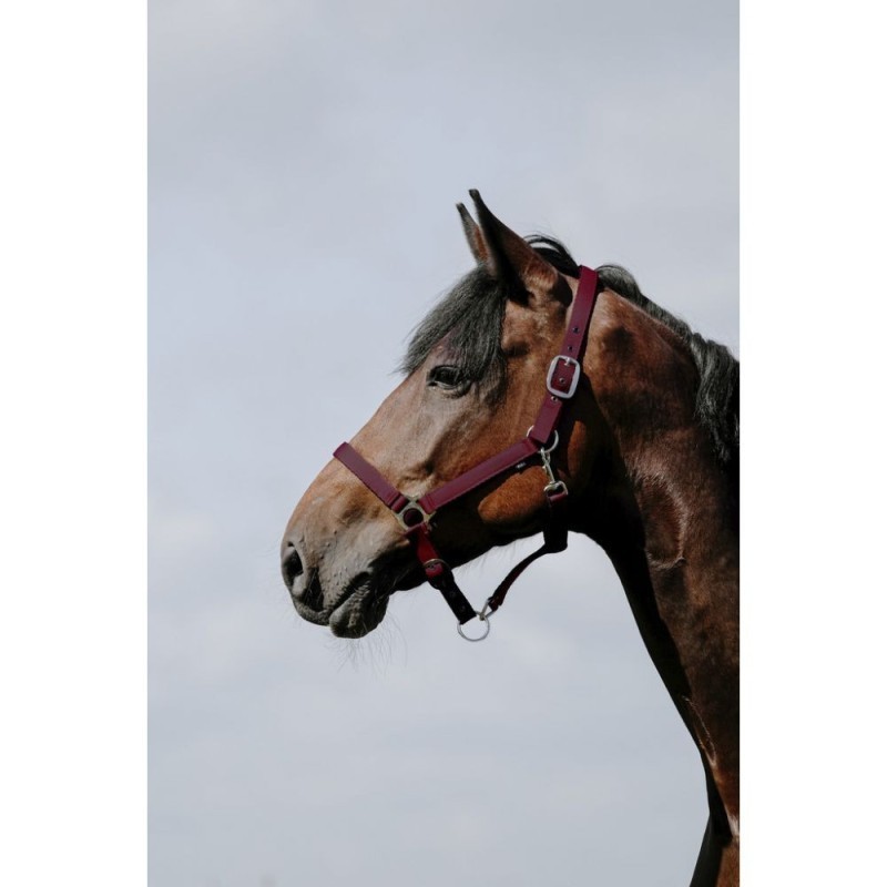 Licol Bordeaux RIDING WORLD - Cushion Cob