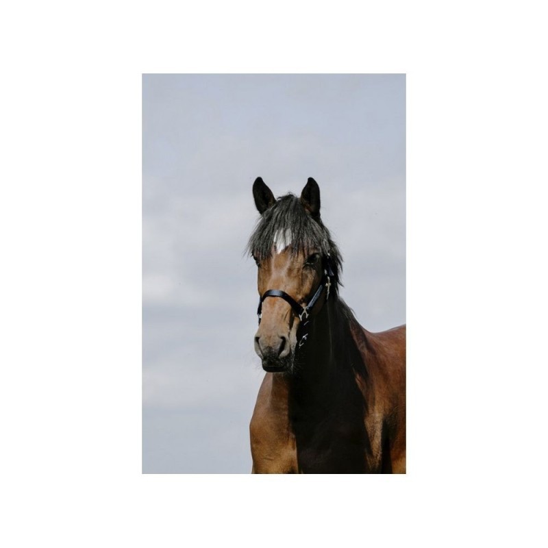 Licol Marine RIDING WORLD - Cushion Cheval