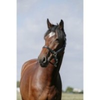 Licol Vert Foret RIDING WORLD - Cushion cheval