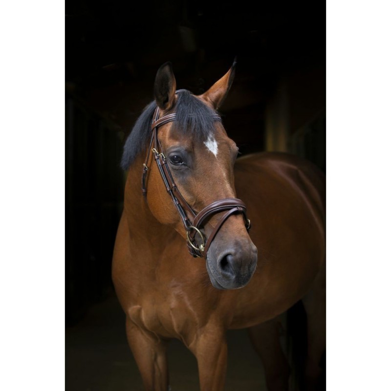 Bridon ERIC THOMAS PRO "Wave" cheval HAVANE