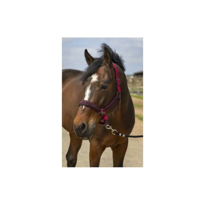 Licol Bordeaux EQUITHÃˆME "Nylon Strass"