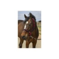 Licol Bordeaux EQUITHÃˆME "Nylon Strass"