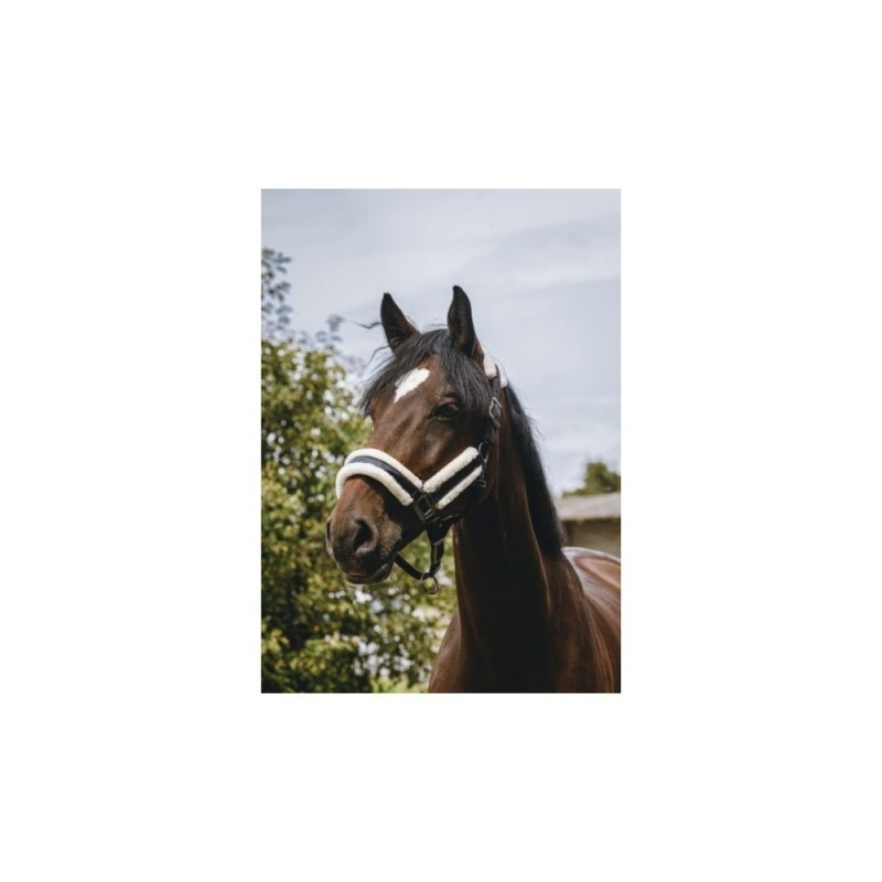 Licol Noir nylon EQUITHÃˆME - Fashion