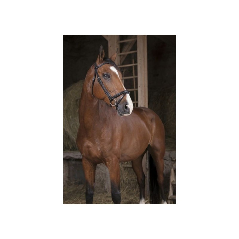 Bridon Poney Noir NORTON PRO "Fin"
