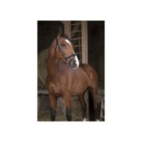 Bridon Poney Noir NORTON PRO "Fin"