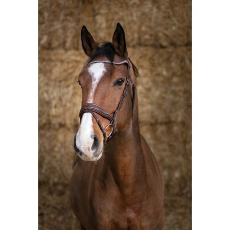 Bridon Havane NORTON PRO "Miss"