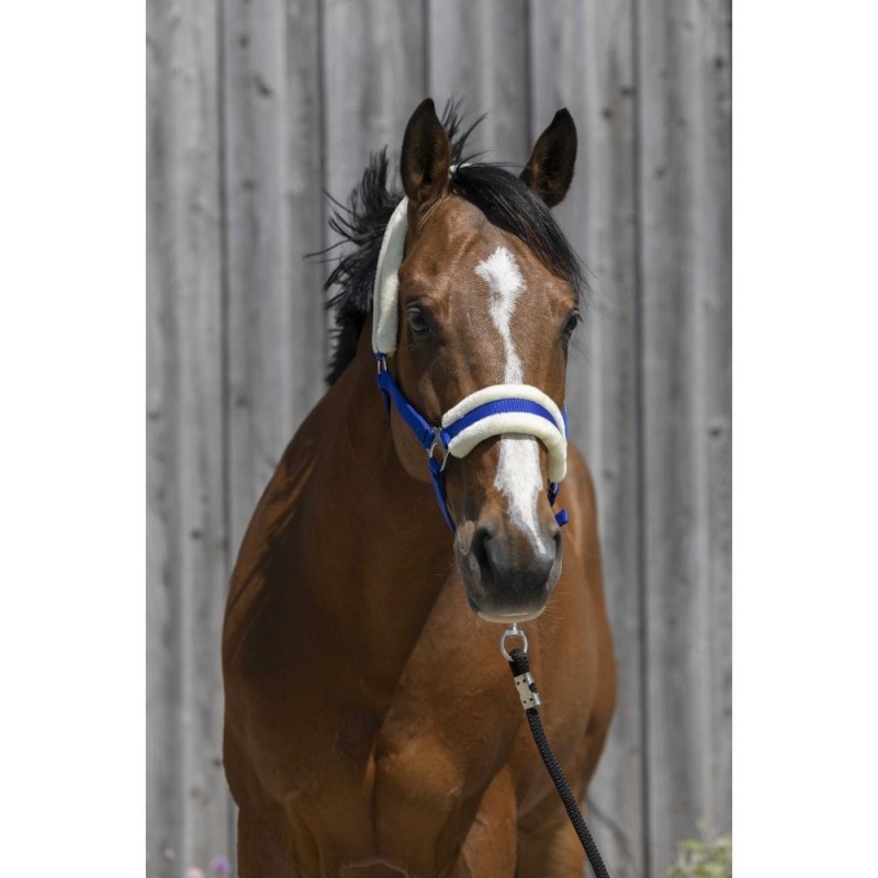 Licol Bleu Roi RIDING WORLD mouton synthÃ©tique Cheval