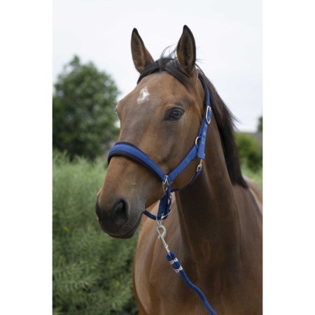 Licol + longe Bleu NORTON - Large
