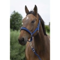Licol + longe Bleu NORTON - Large