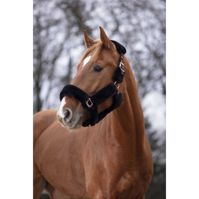 Licol EQUITHÃˆME - Teddy rose gold - NOIR