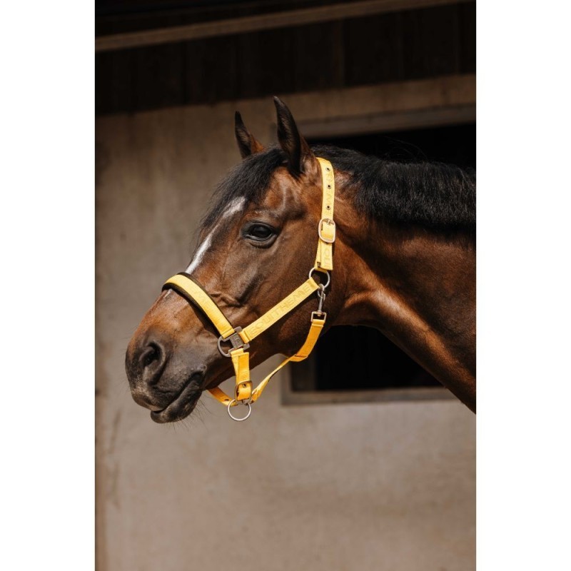 Licol nylon EQUITHÃˆME - Jacquard Jaune
