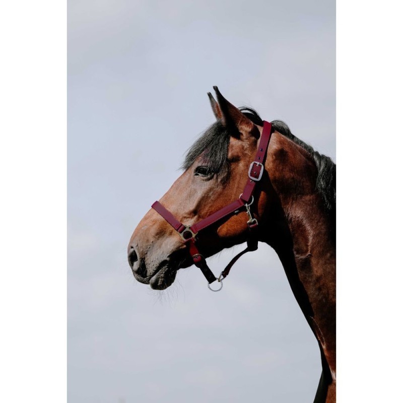 Licol RIDING WORLD - Cushion bordeau
