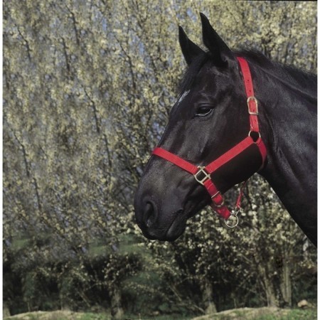 Licol RIDING WORLD rouge