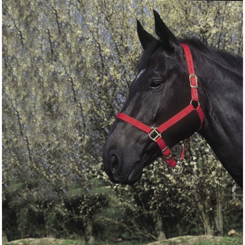 Licol RIDING WORLD rouge