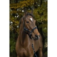 Licol + longe marine/bleu/noir EQUITHÃˆME - TressÃ©