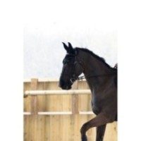 Dona Bonnet Cheval Noir