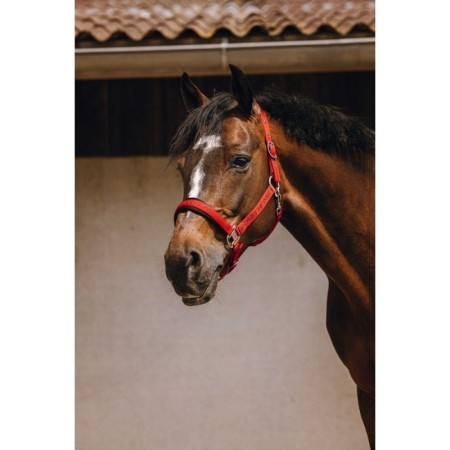 Licol nylon EQUITHÃˆME - Jacquard Rouge