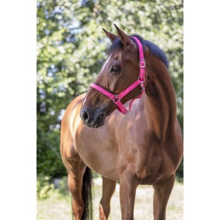 Licol NORTON - Rose Fluo