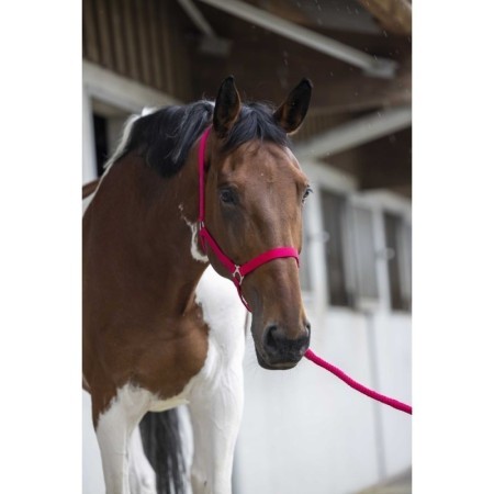 Licol + longe RIDING WORLD - Club Fushia