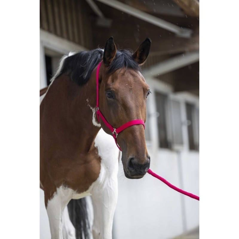 Licol + longe RIDING WORLD - Club Fushia